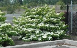 Shasta Doublefile Viburnum - 2 Gallon Pot -Exquisite Plants Viburnum Shasta 8 3