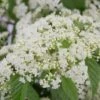 Snow Joey Viburnum - 2 Gallon Pot 2 Snow Joey Viburnum - 2 Gallon Pot -Exquisite Plants Viburnum Snow Joey 1 1