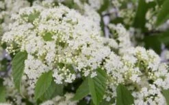 Snow Joey Viburnum - 2 Gallon Pot 13 Snow Joey Viburnum - 2 Gallon Pot -Exquisite Plants Viburnum Snow Joey 2 1