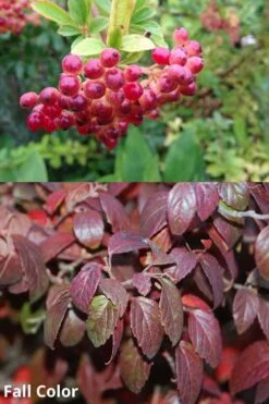 Snow Joey Viburnum - 2 Gallon Pot 12 Snow Joey Viburnum - 2 Gallon Pot -Exquisite Plants Viburnum Snow Joey 5 1