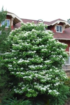 Summer Snowflake Viburnum - 1 Gallon Pot 17 Summer Snowflake Viburnum - 1 Gallon Pot -Exquisite Plants Viburnum Summer Snowflake 20 1