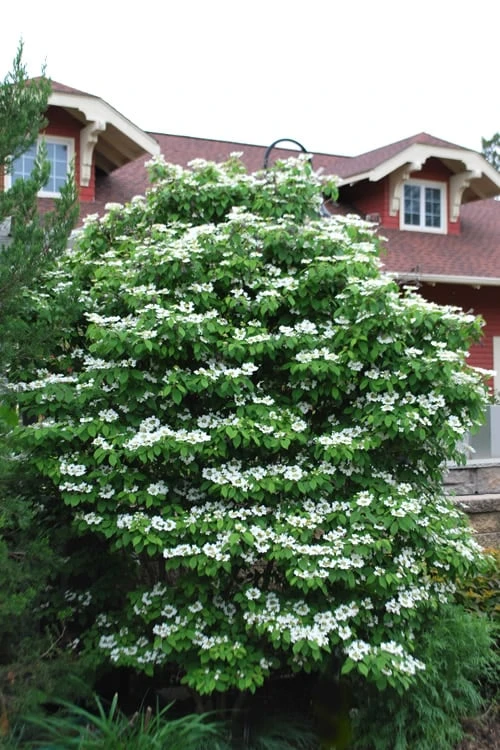 Summer Snowflake Viburnum - 3 Gallon Pot 6 Summer Snowflake Viburnum - 3 Gallon Pot - Image 4