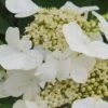 Summer Snowflake Viburnum - 3 Gallon Pot -Exquisite Plants Viburnum Summer Snowflake 21