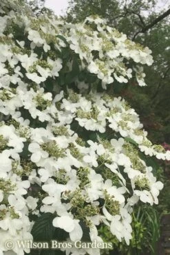 Summer Snowflake Viburnum - 3 Gallon Pot 18 Summer Snowflake Viburnum - 3 Gallon Pot -Exquisite Plants Viburnum Summer Snowflake 21 500x750 2