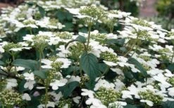 Summer Snowflake Viburnum - 3 Gallon Pot 19 Summer Snowflake Viburnum - 3 Gallon Pot -Exquisite Plants Viburnum Summer Snowflake 3 1