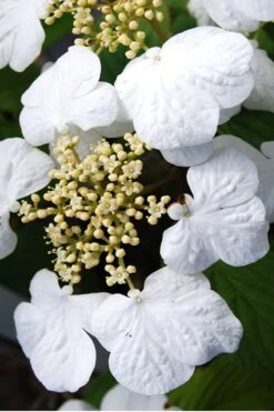Summer Snowflake Viburnum - 3 Gallon Pot 16 Summer Snowflake Viburnum - 3 Gallon Pot -Exquisite Plants Viburnum Summer Snowflake 30