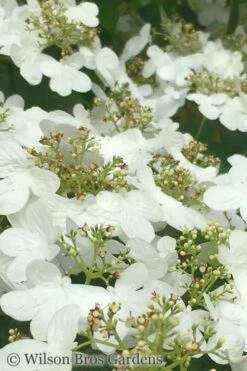 Summer Snowflake Viburnum - 6 Pack Of 1 Gallon Pots 14 Summer Snowflake Viburnum - 6 Pack Of 1 Gallon Pots -Exquisite Plants Viburnum Summer Snowflake 31