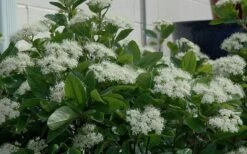 Winterthur Viburnum - 3 Gallon Pot -Exquisite Plants Viburnum Winterthur 11 1
