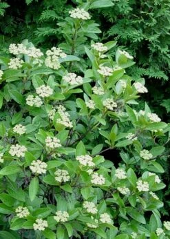 Winterthur Viburnum - 1 Gallon Pot -Exquisite Plants Viburnum Winterthur 7
