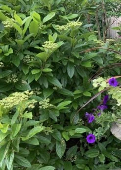 Winterthur Viburnum - 1 Gallon Pot -Exquisite Plants Viburnum Winterthur 9