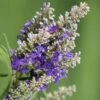 Blue Puffball Chaste Tree (Dwarf) - Vitex - 3 Gallon Pot 2 Blue Puffball Chaste Tree (Dwarf) - Vitex - 3 Gallon Pot -Exquisite Plants Vitex Blue Puffball 1