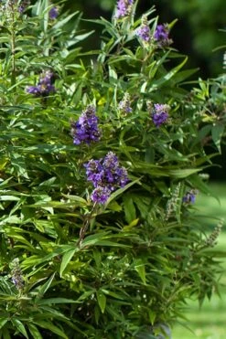 Blue Puffball Chaste Tree (Dwarf) - Vitex - 3 Gallon Pot -Exquisite Plants Vitex Blue Puffball 2