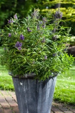 Blue Puffball Chaste Tree (Dwarf) - Vitex - 3 Gallon Pot -Exquisite Plants Vitex Blue Puffball 3