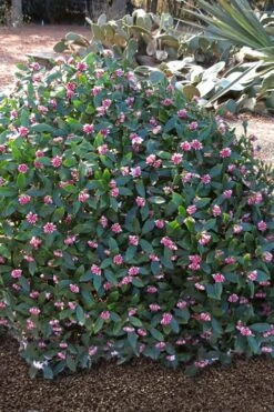 Zuiko Nishiki Winter Daphne Odora - 2 Gallon Pot -Exquisite Plants Winter Daphne Zuiko Nishiki 3