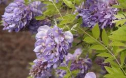 Amethyst Falls Wisteria Vine - 2 Gallon Pot 14 Amethyst Falls Wisteria Vine - 2 Gallon Pot -Exquisite Plants Wisteria Amethyst Falls 50