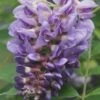 Amethyst Falls Wisteria Vine - 2 Gallon Pot 1 Amethyst Falls Wisteria Vine - 2 Gallon Pot -Exquisite Plants Wisteria Amethyst Falls Rev 500x750 1