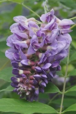 Amethyst Falls Wisteria Vine - 2 Gallon Pot