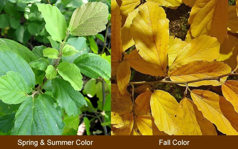 Little Prospect Golden American Witch Hazel (Hamamelis Virginiana) - 5 Gallon Pot 8 Little Prospect Golden American Witch Hazel (Hamamelis Virginiana) - 5 Gallon Pot - Image 6