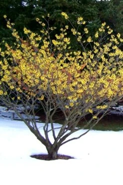 Little Prospect Golden American Witch Hazel (Hamamelis Virginiana) - 5 Gallon Pot 18 Little Prospect Golden American Witch Hazel (Hamamelis Virginiana) - 5 Gallon Pot -Exquisite Plants Witch hazel Common American Yellow 6