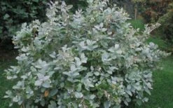 Woodlanders Blue Dusty Zenobia (Honeycup) - 1 Gallon Pot 17 Woodlanders Blue Dusty Zenobia (Honeycup) - 1 Gallon Pot -Exquisite Plants Zenobia Woodlanders Blue 20