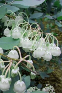 Woodlanders Blue Dusty Zenobia (Honeycup) - 1 Gallon Pot 16 Woodlanders Blue Dusty Zenobia (Honeycup) - 1 Gallon Pot -Exquisite Plants Zenobia Woodlanders Blue 7