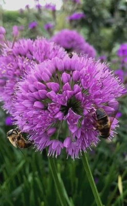 Millenium Allium (Ornamental Onion) - 6 Pack Of 1 Gallon Pots -Exquisite Plants allium millenium 10