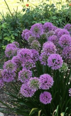 Millenium Allium (Ornamental Onion) - 6 Pack Of 1 Gallon Pots -Exquisite Plants allium millenium 2