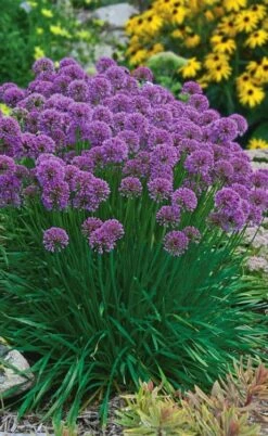 Millenium Allium (Ornamental Onion) - 6 Pack Of 1 Gallon Pots -Exquisite Plants allium millenium 3