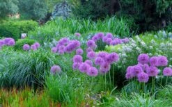 Millenium Allium (Ornamental Onion) - 6 Pack Of 1 Gallon Pots -Exquisite Plants allium millenium 4