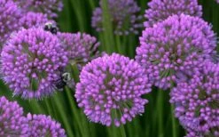 Millenium Allium (Ornamental Onion) - 6 Pack Of 1 Gallon Pots -Exquisite Plants allium millenium 5