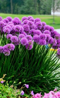 Millenium Allium (Ornamental Onion) - 6 Pack Of 1 Gallon Pots -Exquisite Plants allium millenium 6