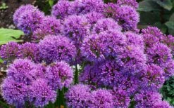Millenium Allium (Ornamental Onion) - 6 Pack Of 1 Gallon Pots -Exquisite Plants allium millenium 9