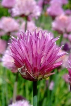 Chives Plant (Allium Schoenoprasum) - 5 Pack Of Quart Pots -Exquisite Plants allium schoenprasum chives 2