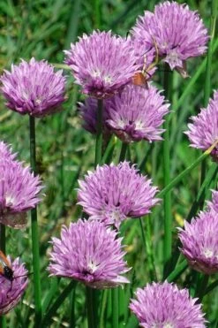Chives Plant (Allium Schoenoprasum) - 5 Pack Of Quart Pots -Exquisite Plants allium schoenprasum chives 3