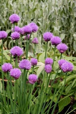 Chives Plant (Allium Schoenoprasum) - 5 Pack Of Quart Pots -Exquisite Plants allium schoenprasum chives 4