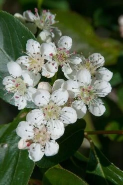 Red Chokeberry (Aronia Arbutifolia) - 3 Gallon Pot 11 Red Chokeberry (Aronia Arbutifolia) - 3 Gallon Pot -Exquisite Plants aronia arbutifolia red chokeberry 1