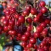 Red Chokeberry (Aronia Arbutifolia) - 3 Gallon Pot -Exquisite Plants aronia arbutifolia red chokeberry 2