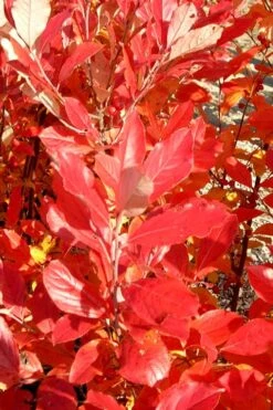 Red Chokeberry (Aronia Arbutifolia) - 3 Gallon Pot 13 Red Chokeberry (Aronia Arbutifolia) - 3 Gallon Pot -Exquisite Plants aronia arbutifolia red chokeberry 3