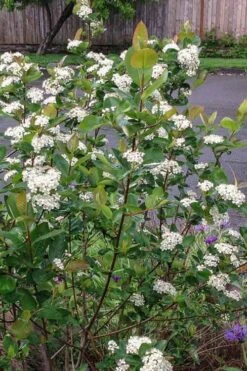 Red Chokeberry (Aronia Arbutifolia) - 3 Gallon Pot 12 Red Chokeberry (Aronia Arbutifolia) - 3 Gallon Pot -Exquisite Plants aronia arbutifolia red chokeberry 4
