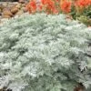 Powis Castle Artemisia - 1 Gallon Pot -Exquisite Plants artemisia powis castle 12