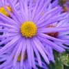 Raydon's Favorite Aromatic Aster (Aster Oblongifolius) - 1 Gallon Pot -Exquisite Plants aster oblongifolium raydons favorite 3