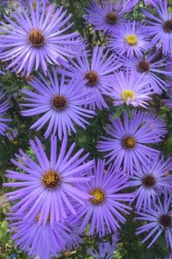 Raydon's Favorite Aromatic Aster (Aster Oblongifolius) - 1 Gallon Pot 17 Raydon's Favorite Aromatic Aster (Aster Oblongifolius) - 1 Gallon Pot -Exquisite Plants aster oblongifolium raydons favorite 4