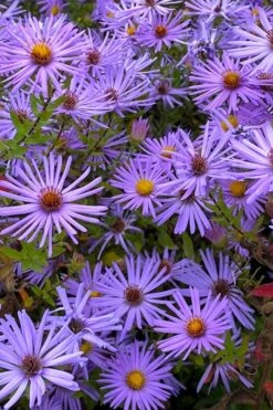 Raydon's Favorite Aromatic Aster (Aster Oblongifolius) - 1 Gallon Pot 18 Raydon's Favorite Aromatic Aster (Aster Oblongifolius) - 1 Gallon Pot -Exquisite Plants aster oblongifolium raydons favorite 7