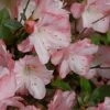 Amy Azalea - 3 Gallon Pot 1 Amy Azalea - 3 Gallon Pot -Exquisite Plants azalea amy 4
