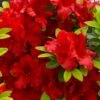 Buccaneer Red Azalea (Glenn Dale Hydrid) - 2 Gallon Pot -Exquisite Plants azalea buccaneer 1