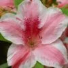 Lady Cavendish Azalea - 1 Gallon Pot -Exquisite Plants azalea cavendish 1