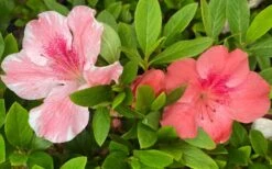 Lady Cavendish Azalea - 1 Gallon Pot 11 Lady Cavendish Azalea - 1 Gallon Pot -Exquisite Plants azalea cavendish 2