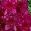Dauntless Azalea (Glenn Dale Hydrid) - 2 Gallon Pot 2 Dauntless Azalea (Glenn Dale Hydrid) - 2 Gallon Pot -Exquisite Plants azalea dauntless 2