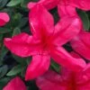 Gloria Deep Pink Sawada Azalea - 1 Gallon Pot 2 Gloria Deep Pink Sawada Azalea - 1 Gallon Pot -Exquisite Plants azalea gloria deep pink sawada 1