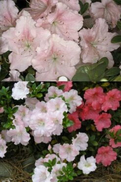 Gwenda Azalea (Robin Hill Hybrid) - 6 Pack Of 1 Gallon Pots -Exquisite Plants azalea gwenda 7